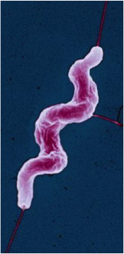 Campylobacter