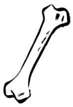 Bone