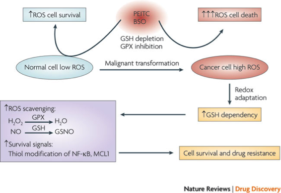 Cell transformation
