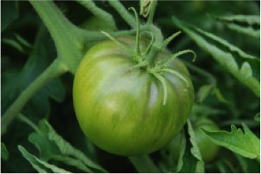 Green tomato