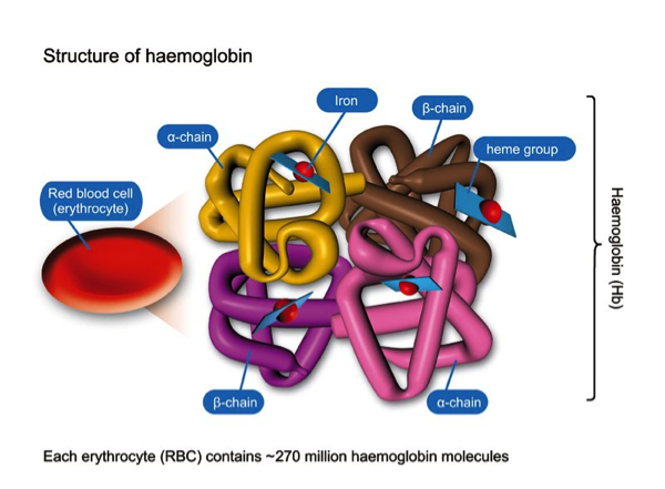 Hemoglobin