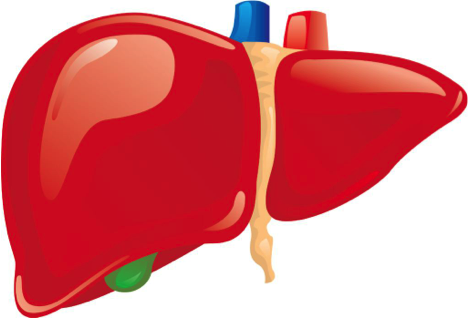 Liver
