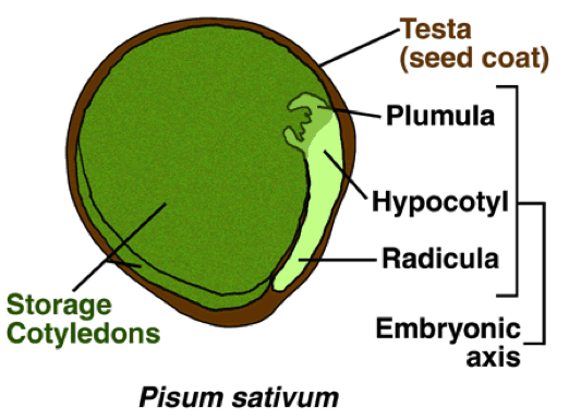 Pisum sativum